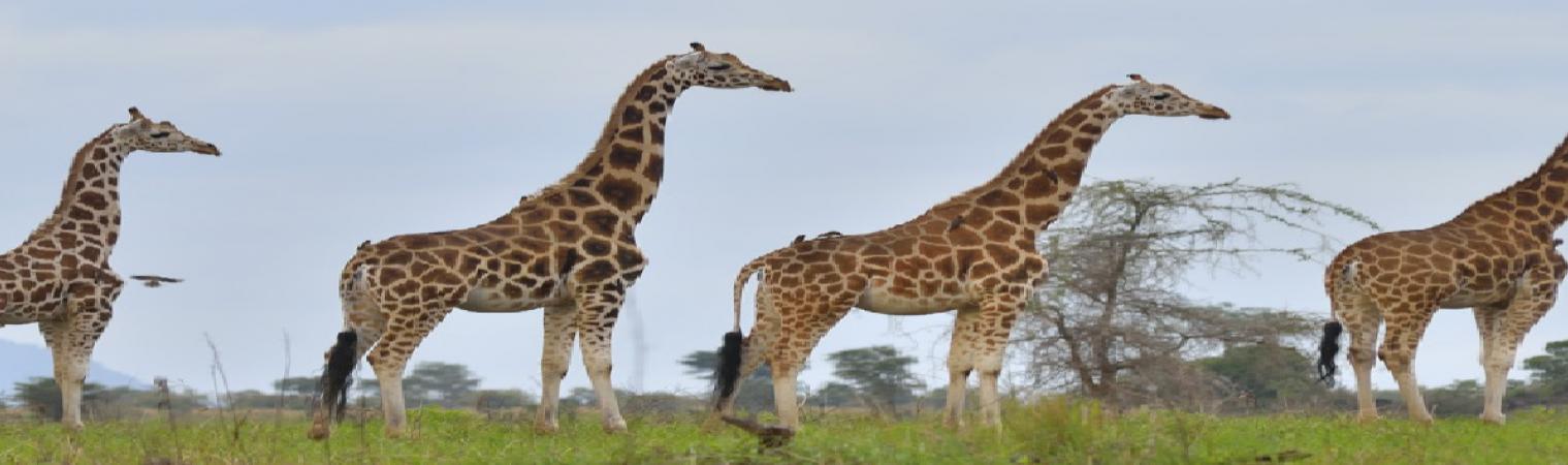 Giraffe in Marchson Falls national Park 